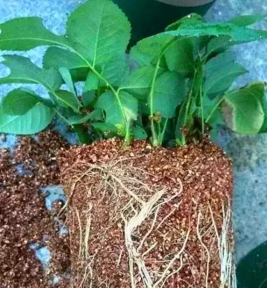 &lt;trp-post-container data-trp-post-id=&#039;2183&#039;&gt;The Benefits and Uses of Vermiculite in Gardening&lt;/trp-post-container&gt;